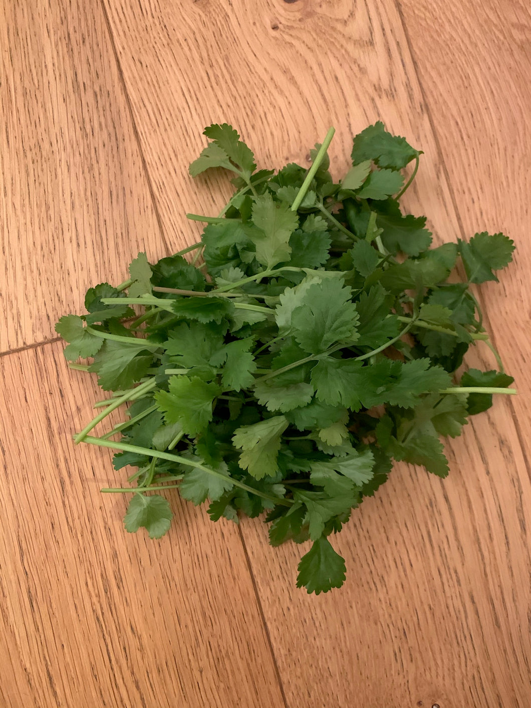 Coriander 50g pack